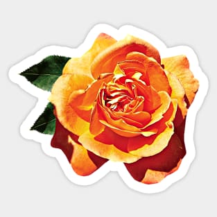 Orange Rose Sticker